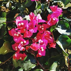 Close-up of pink bougainvillea blooming outdoors