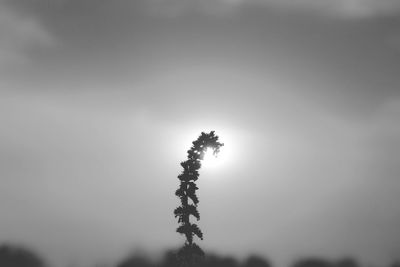 Low angle view of silhouette tree against sky
