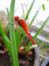 Close-up of insect on plant
