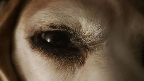 Close-up of dog eye