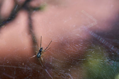 Close-up of spider on web