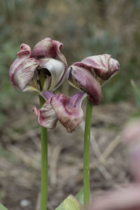 Close-up of wilted flower