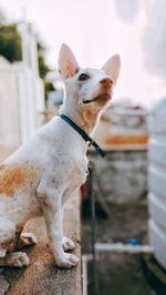 Portrait of a dog looking away