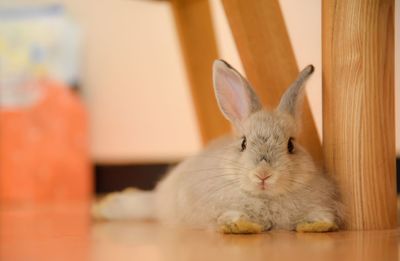 Close-up portrait of a baby rabbit