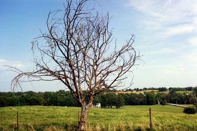 Bare tree on field against sky