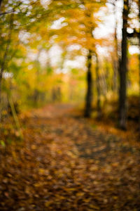 Road passing through forest