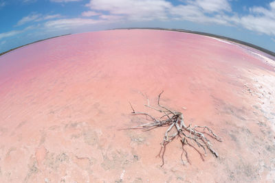 Dead plant on land against sea