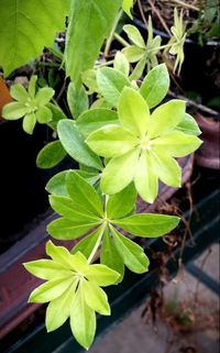 Close-up of plant