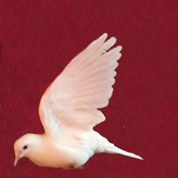 Close-up of white flowers