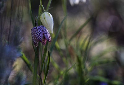 Close-up of purple flowering plant on field