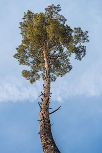 Low angle view of tree against sky