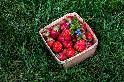 View of strawberries in basket on grass