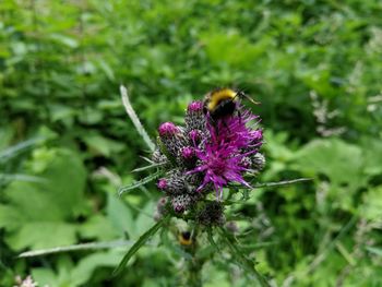 Close-up of bee pollinating on purple flower