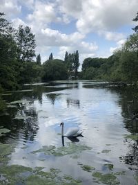 Swans swimming in lake