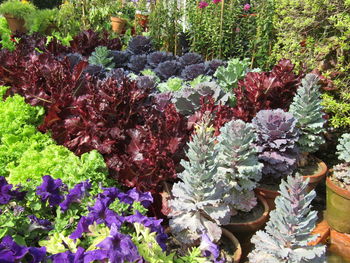 High angle view of flowering plants at garden