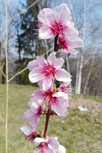 Close-up of pink flowers