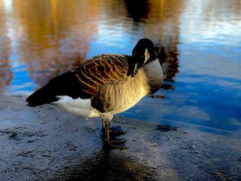 Duck in a lake