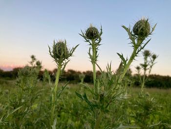 Close-up of plants growing on field against sky