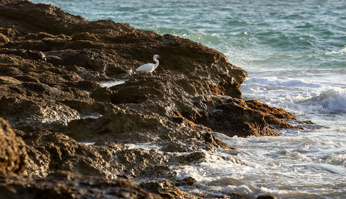 Seagull on rock in sea