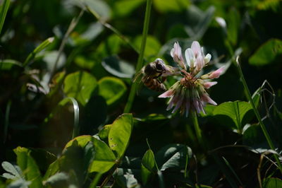 Close-up of bee on flower