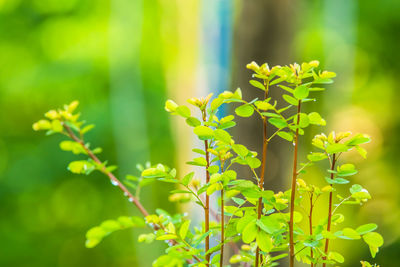 Close-up of flowering plant