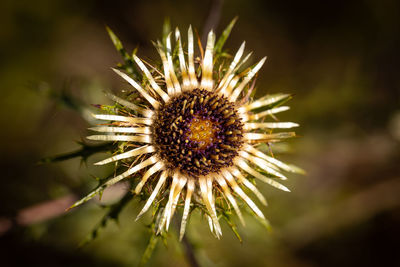 Close-up of wilted plant