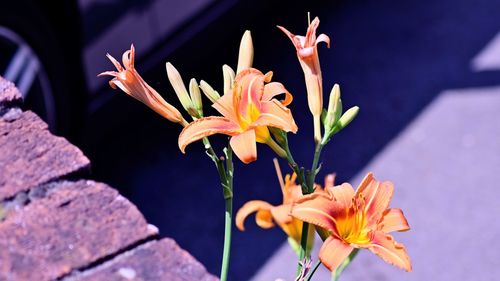 High angle view of orange lilies on plant