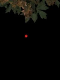 View of tree at night