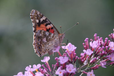 Close-up of butterfly pollinating on pink flower