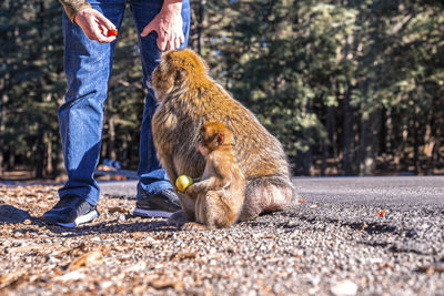 Man feeding fresh fruit to hungry wild monkeys at roadside in sunlight