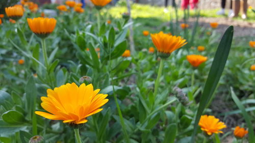 Orange flowers blooming at park