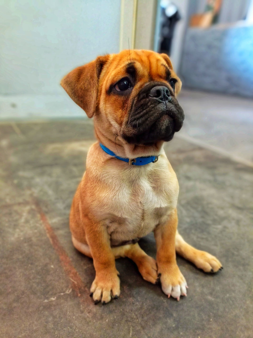 dog, canine, pet, one animal, domestic animals, animal themes, mammal, animal, lap dog, pug, sitting, portrait, looking, puppy, no people, looking away, cute, bullmastiff, full length, focus on foreground, young animal, day, collar