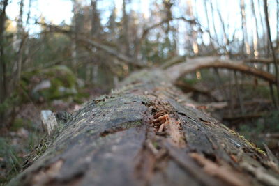 Close-up of tree trunk in forest