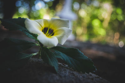 Close-up of white flowering plant