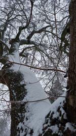 Close-up of tree during winter