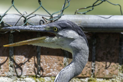 Close-up of a bird