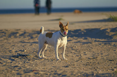 Dog standing on beach