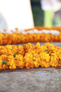 Close-up of fresh yellow rose flowers