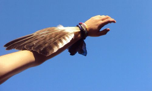 Low angle view of a bird flying against clear blue sky