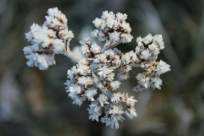 Close-up of apple blossoms in spring