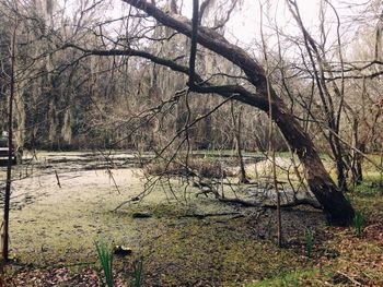 Bare trees in forest