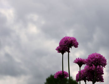 Low angle view of pink flowers against cloudy sky