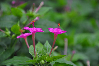 Close-up of pink flowering plant