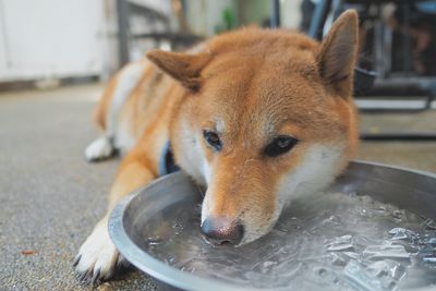 Close-up of dog drinking water at home