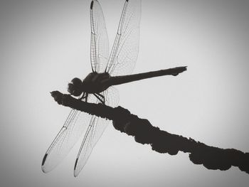 Low angle view of woman against sky