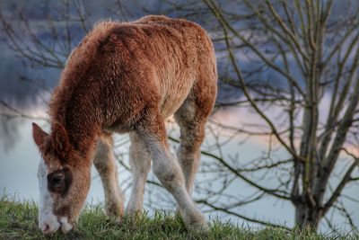 Close-up of horse grazing on field