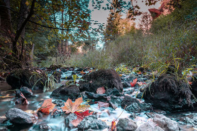 Plants growing by river in forest