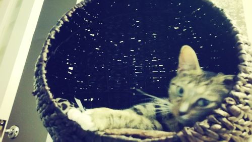Close-up of cat
