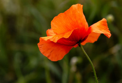 Close-up of orange flower