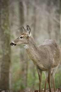 Side view of deer standing on field